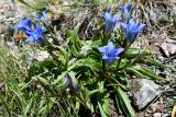 Gentiana kaufmanniana