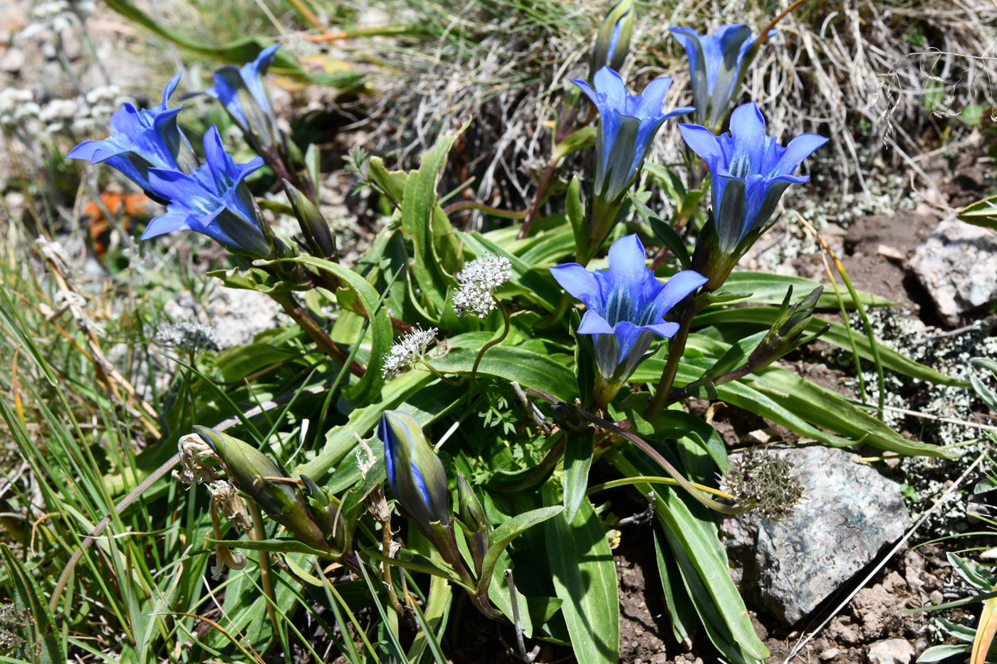 Image of Gentiana kaufmanniana specimen.