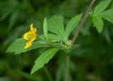 Geum aleppicum. Часть побега с цветком. Камчатский край, г. Петропавловск-Камчатский, Никольская сопка, березняк. 07.08.2024.