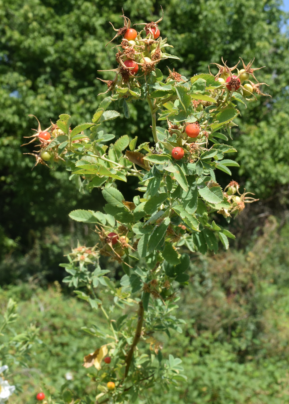 Image of Rosa beggeriana specimen.