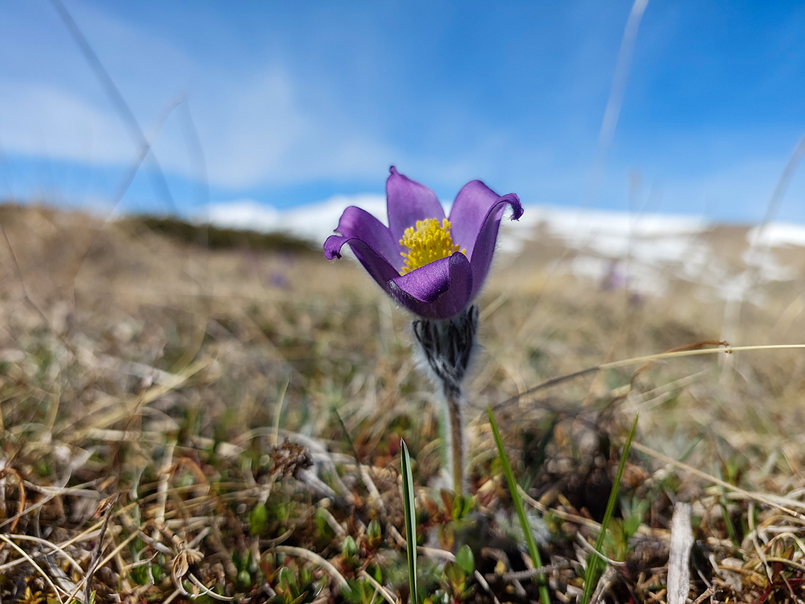 Image of Pulsatilla violacea specimen.