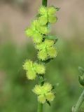 Solenanthus circinnatus
