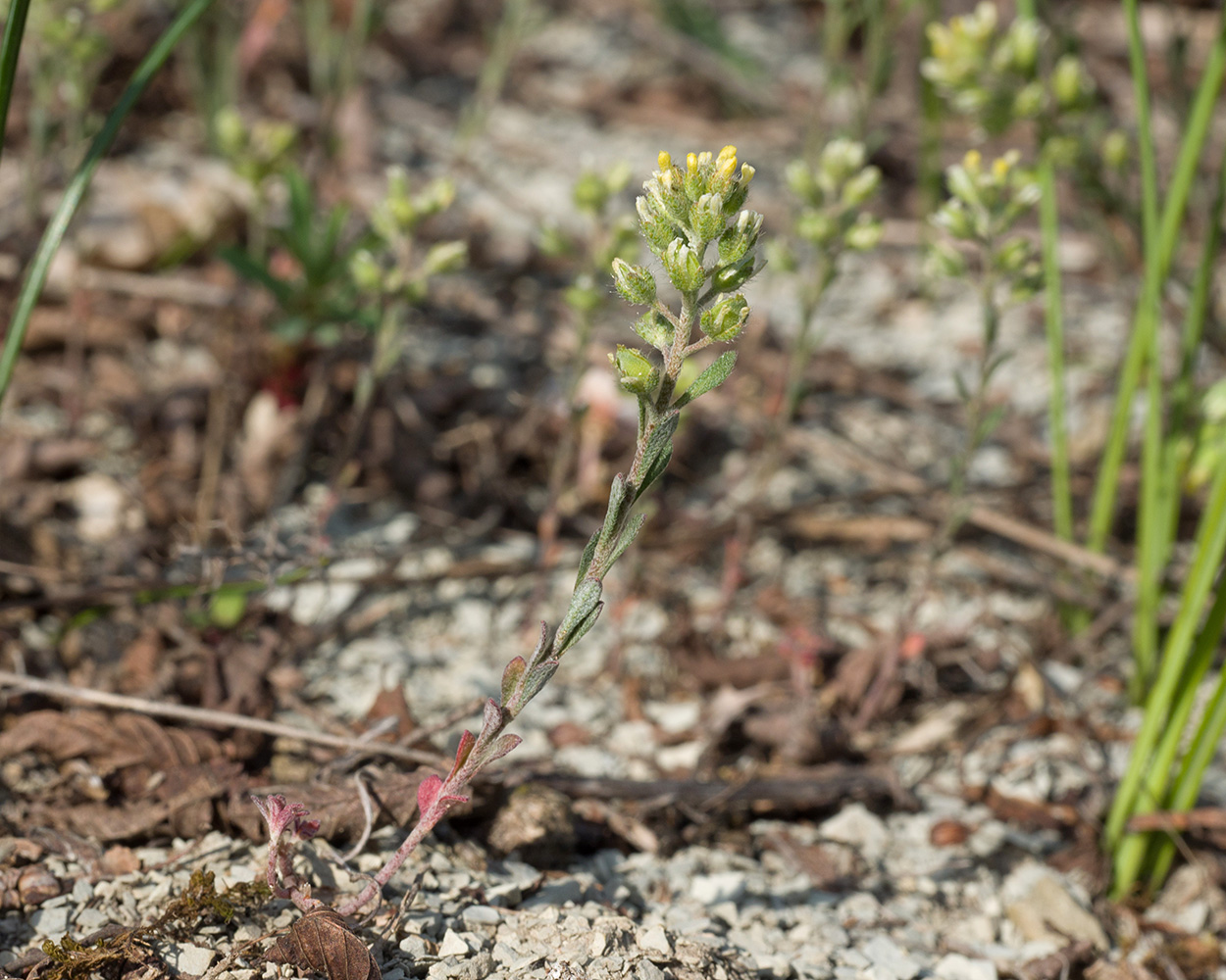 Image of Alyssum alyssoides specimen.