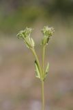 View full-size image Valerianella echinata