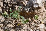 View full-size image genus Astragalus