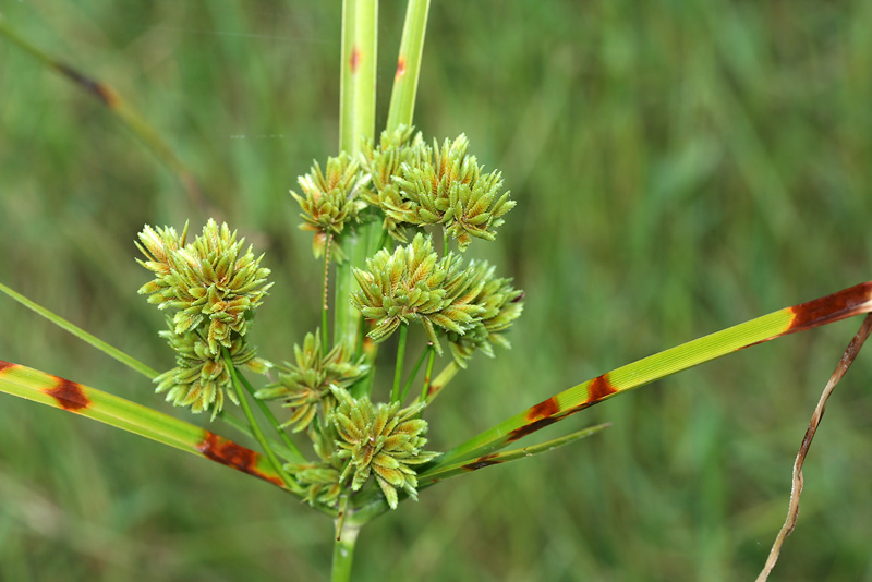 Image of Cyperus eragrostis specimen.