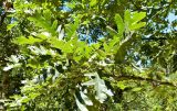 Смотреть изображение Quercus pyrenaica
