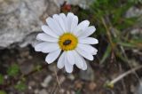 View full-size image Anthemis iberica