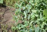 View full-size image Cerinthe minor