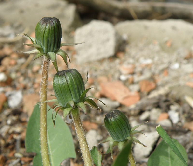 Изображение особи род Taraxacum.