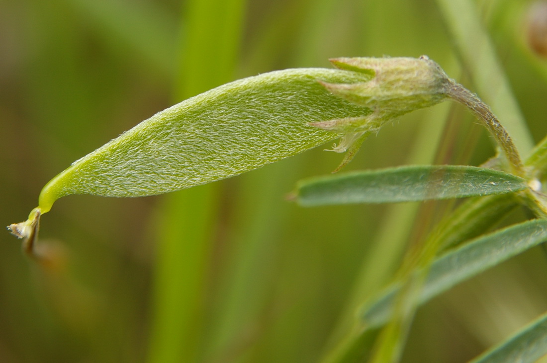 Image of Vicia peregrina specimen.