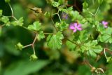 View full-size image Geranium lucidum