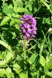 View full-size image Dactylorhiza osmanica
