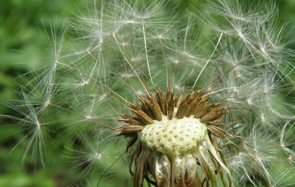 Image of genus Taraxacum specimen.