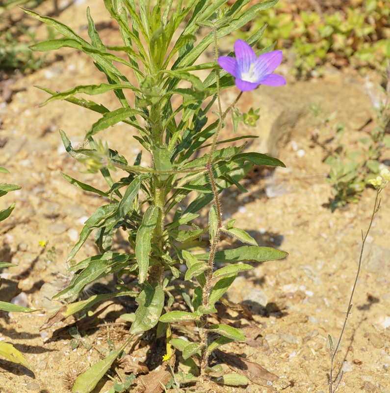 Image of Campanula scutellata specimen.