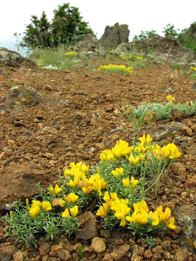 Изображение особи Genista godetii.