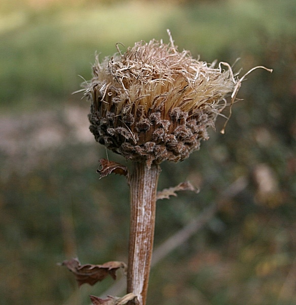 Изображение особи Stemmacantha carthamoides.