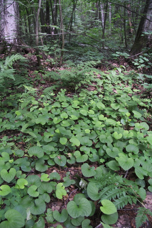 Image of Viola epipsila specimen.