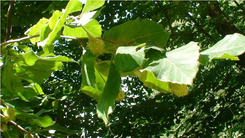 Image of Fagus orientalis specimen.