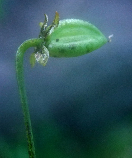 Image of Viola kusnezowiana specimen.