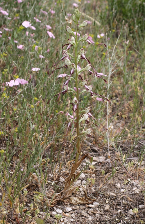 Image of Himantoglossum caprinum specimen.