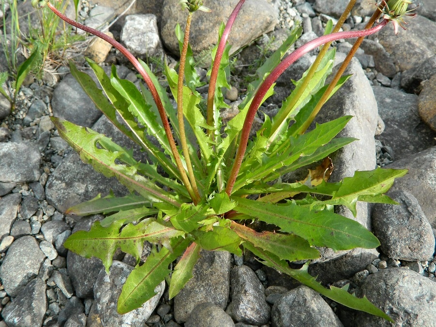 Image of genus Taraxacum specimen.