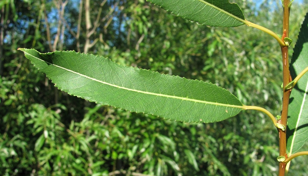 Изображение особи Salix &times; meyeriana.