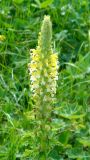 Pedicularis condensata