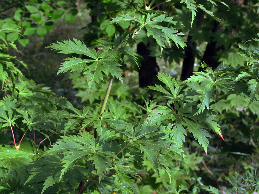 Image of Acer japonicum specimen.