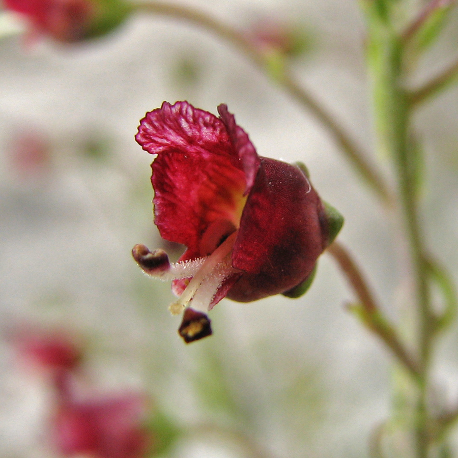 Image of Scrophularia cretacea specimen.