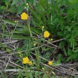 Ranunculus acris