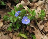 Veronica umbrosa