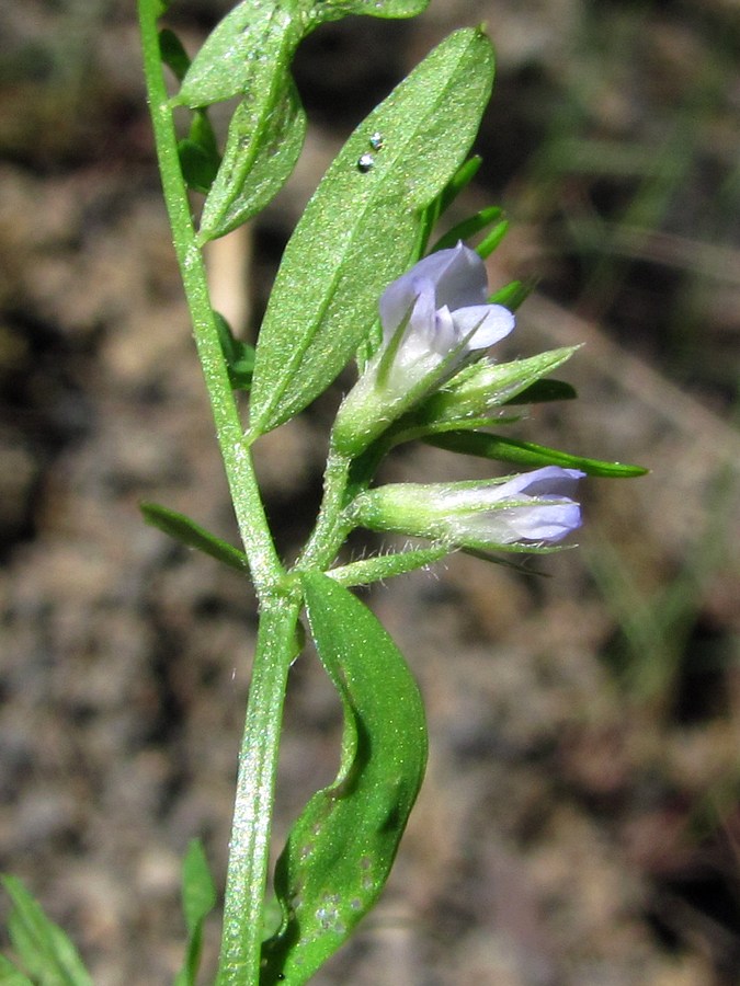 Image of Vicia loiseleurii specimen.