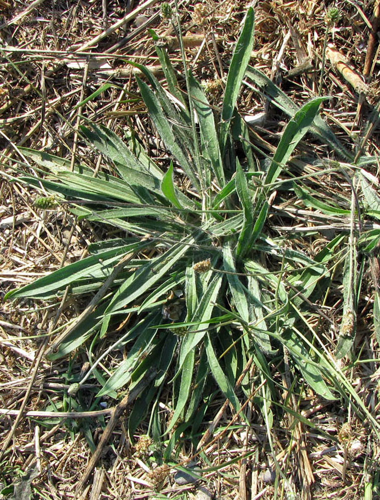 Image of Plantago dubia specimen.