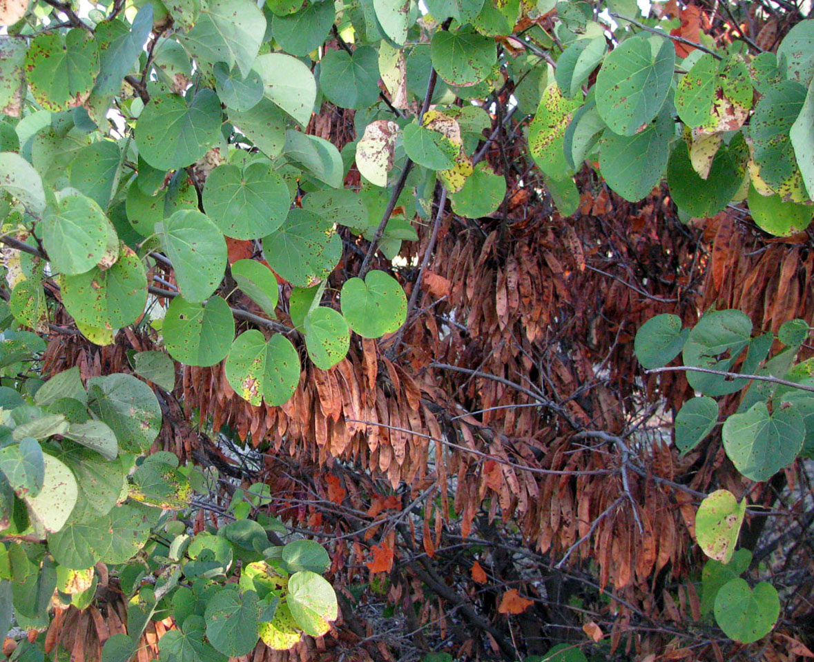 Изображение особи Cercis siliquastrum.