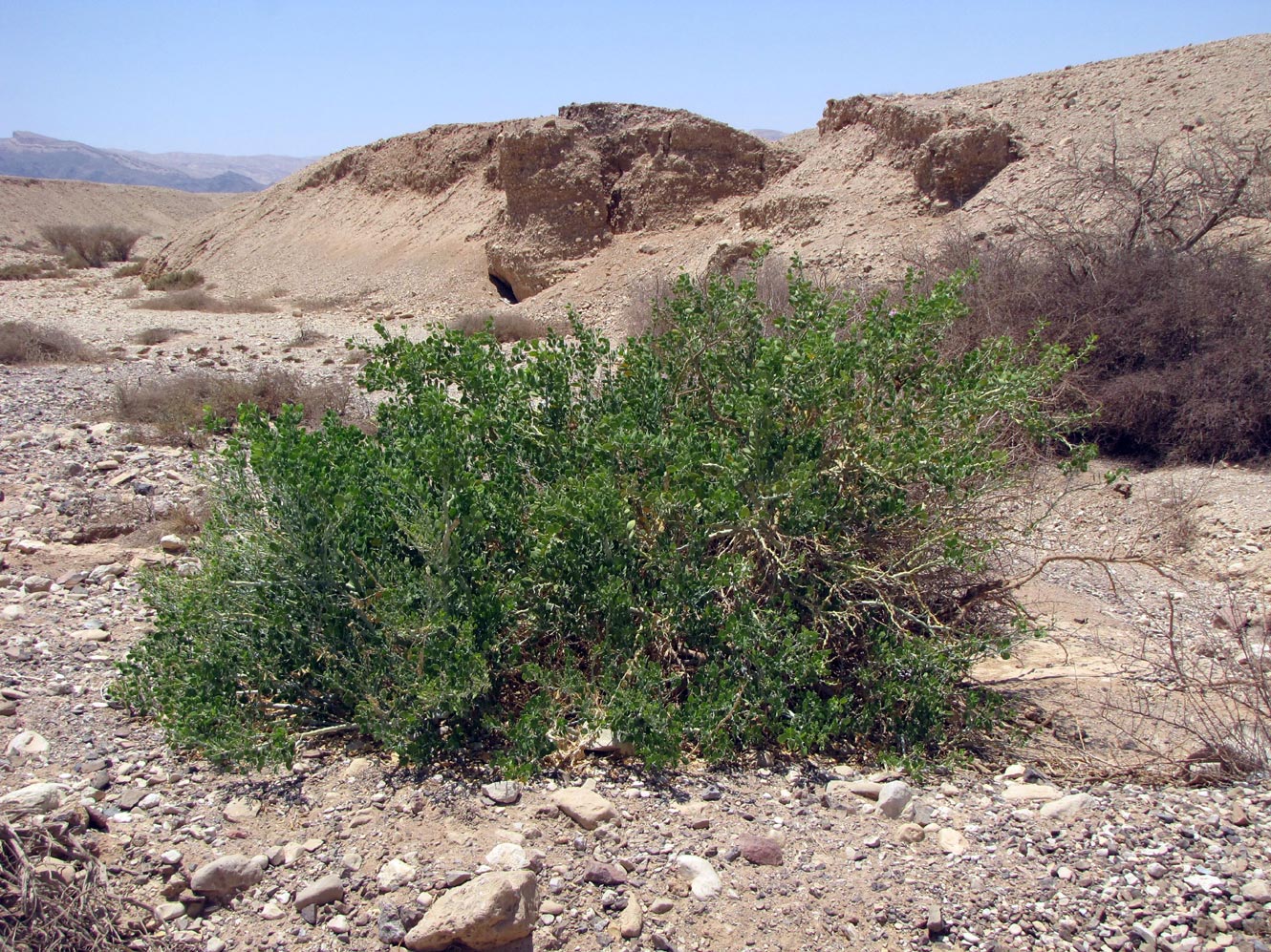 Image of Capparis cartilaginea specimen.