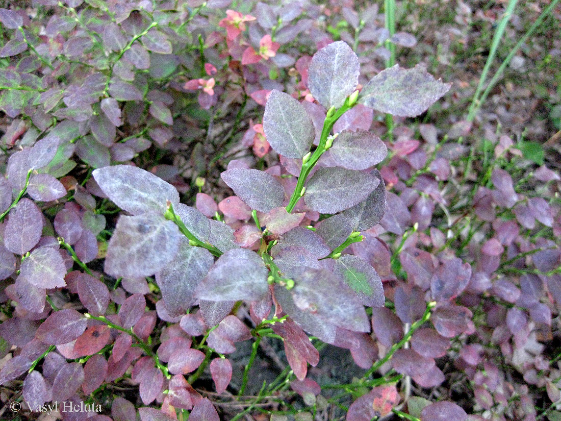 Изображение особи Vaccinium myrtillus.