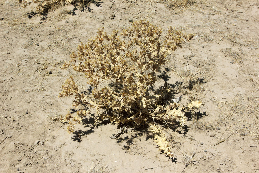 Image of Cousinia resinosa specimen.