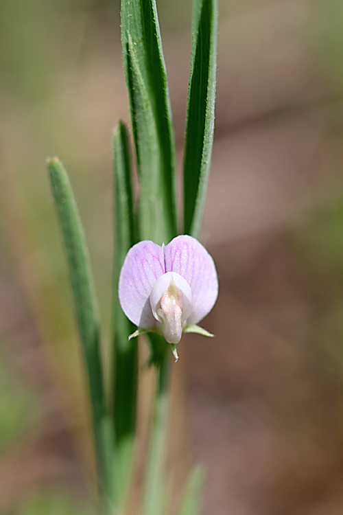 Image of Lathyrus inconspicuus specimen.