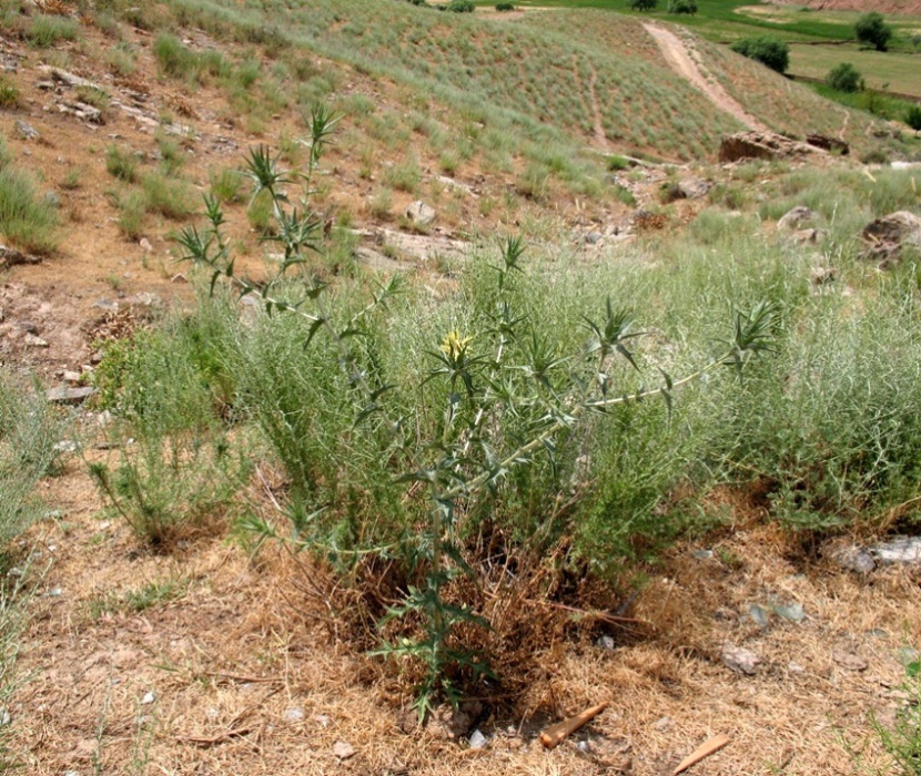 Изображение особи Carthamus &times; turkestanicus.