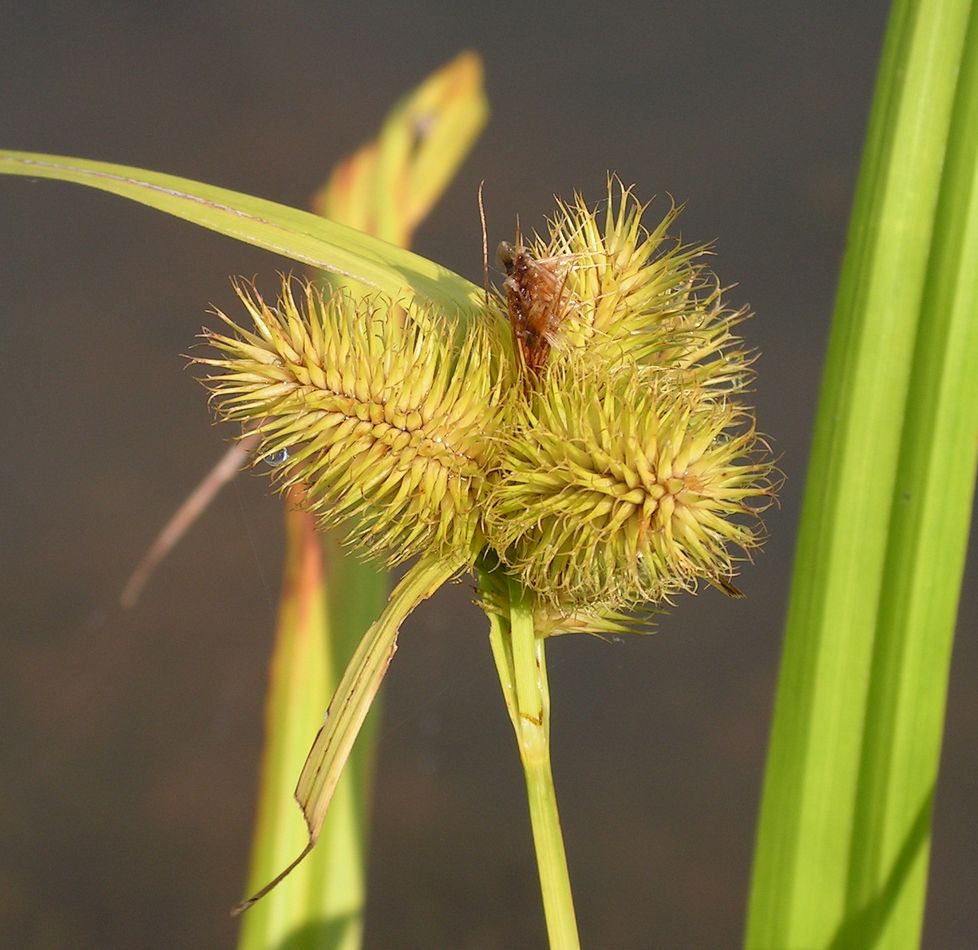 Изображение особи Carex capricornis.