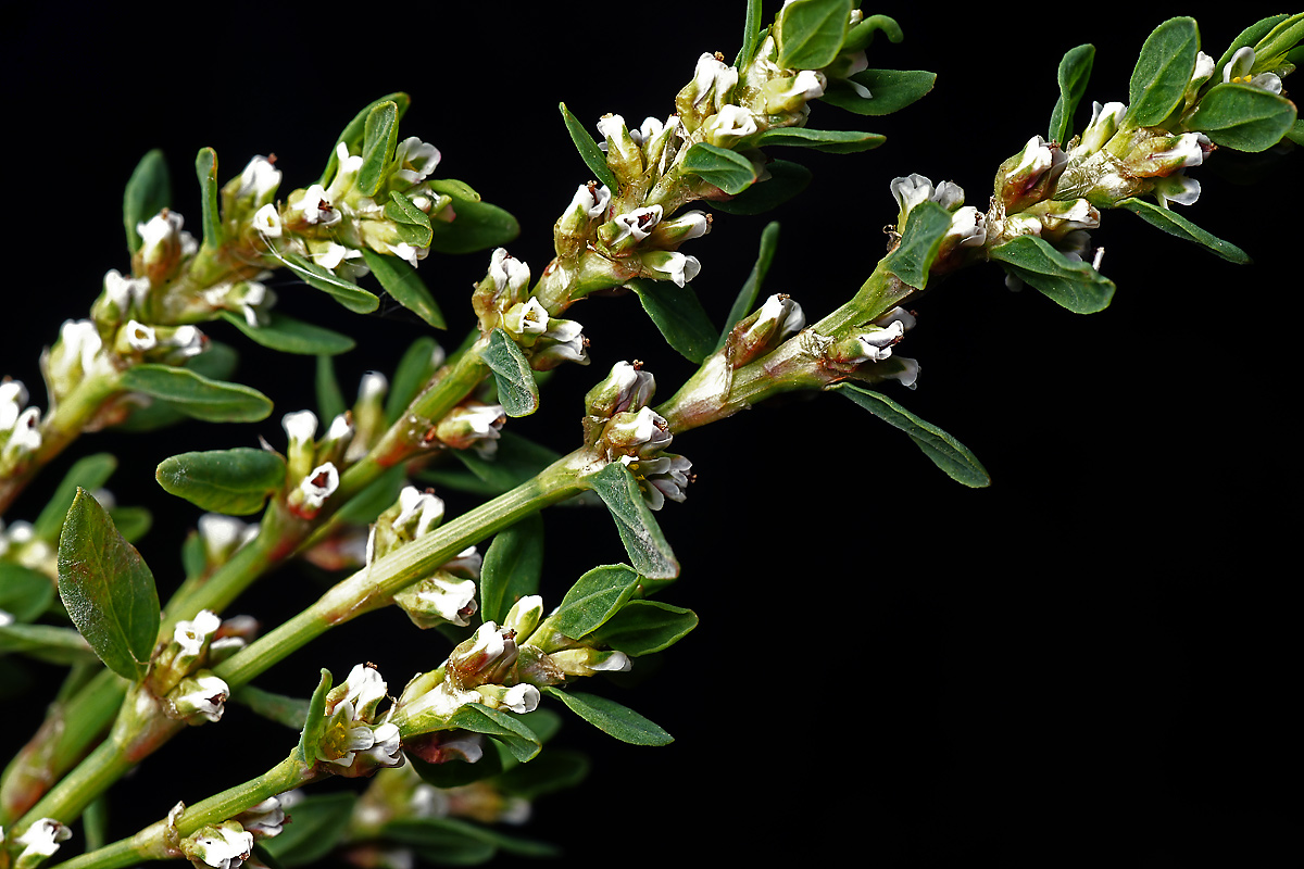 Изображение особи Polygonum arenastrum.