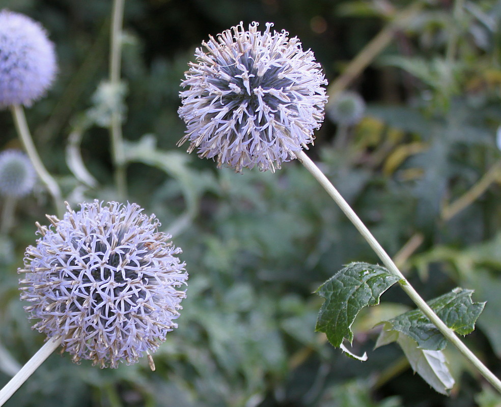 Image of Echinops bannaticus specimen.