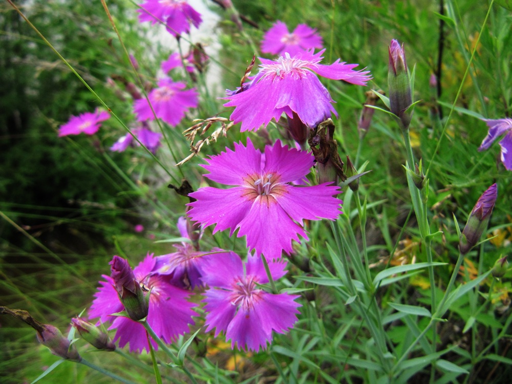 Изображение особи Dianthus versicolor.