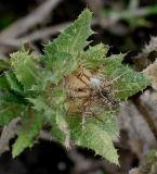 Centaurea benedicta. Созревающее соплодие. Германия, г. Krefeld, ботанический сад. 21.10.2012.