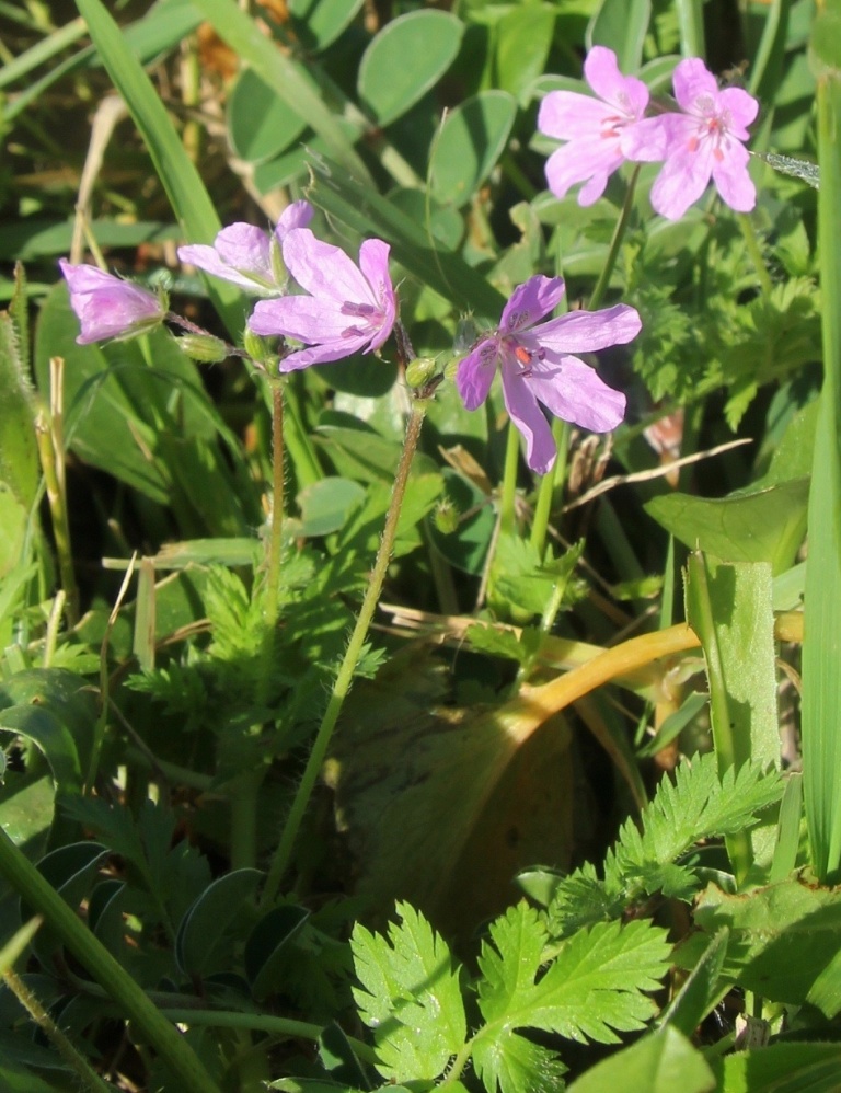 Image of genus Erodium specimen.