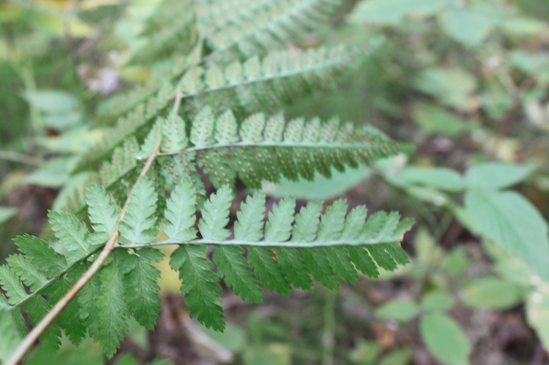 Изображение особи Dryopteris carthusiana.