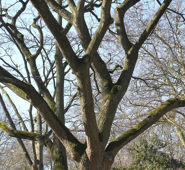 Image of Phellodendron amurense specimen.