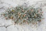Zygophyllum pinnatum. Растение с цветками и плодами. Западный Казахстан, плато Аккерегешин 45 км NO п. Кульсары. 03.05.2013.
