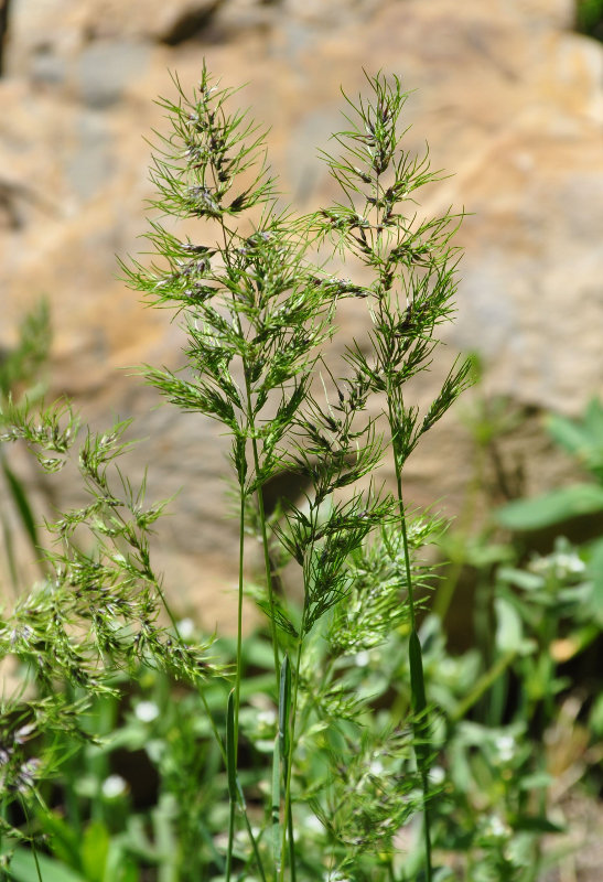 Изображение особи Poa bulbosa ssp. vivipara.